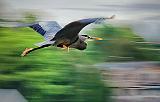 Heron In Flight_24271